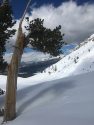 Whitebark pine in Yosemite National Park