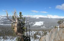 Whitebark pine in Yosemite National Park