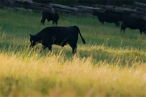 Cattle grazing
