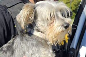 Dog Doobie found by Calaveras County Sheriff's Deputy