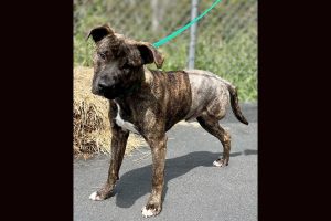 Tripp the dog that fell out of a moving truck bed in the Chinese Camp area