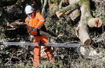 Chainsaw crews worked to clear a huge tree that came crashing down in Sonora on South Washington Street and brought down a power pole and lines.