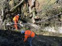 Chainsaw crews worked to clear a huge tree that came crashing down in Sonora on South Washington Street and brought down a power pole and lines.