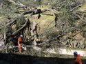 Chainsaw crews worked to clear a huge tree that came crashing down in Sonora on South Washington Street and brought down a power pole and lines.