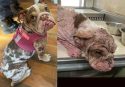 Paisley's condition now and when first brought to animal shelter