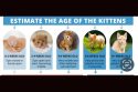 TCAC-chart estimating kittens ages