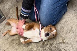 TCAC free adoptions due to shelter capacity