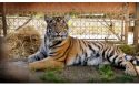 Tiger Cub With Rare Bone Disease Finds Home At PAWS