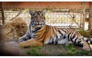 Tiger Cub With Rare Bone Disease Finds Home At PAWS