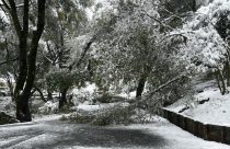 Trees down in Columbia