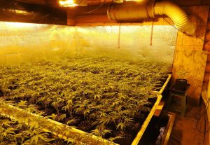 Authorities Eradicate Over 500 Marijuana Plants In Valley Springs Raid