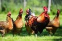 Backyard chicken flock
