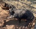 CCAC more than 20 pigs need to be adopted