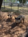 CCAC more than 20 pigs need to be adopted