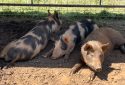 CCAC more than 20 pigs need to be adopted
