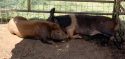 CCAC more than 20 pigs need to be adopted