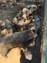 CCAC more than 20 pigs need to be adopted