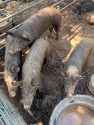 CCAC more than 20 pigs need to be adopted