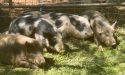 CCAC more than 20 pigs need to be adopted