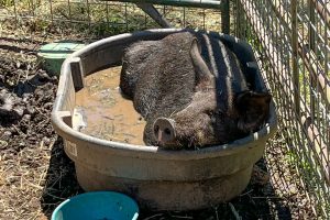 CCAC more than 20 pigs need to be adopted