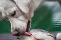 Dog licking fish