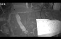 Mountain Lion On Hidden Valley Road