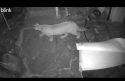 Mountain Lion On Hidden Valley Road