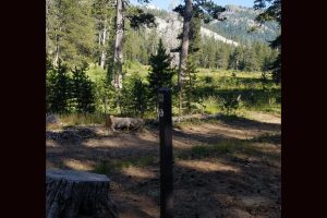 Mokelumne Coast to Crest Trail copy