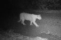 Mountain lion near Racetrack Road in Sonora