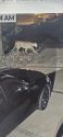 Mountain lion spotted near Greenley Road area of Sonora