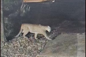 Mountain lion spotted near Greenley Road area of Sonora