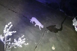 Mountain lion walking past a ring camera in the Sonora Knolls area near Dragoon Gulch Trail