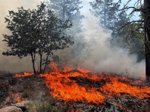 Prescribed Burning Archived Image - STF
