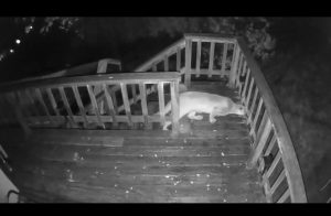 Mountain Lion On Hidden Valley Road