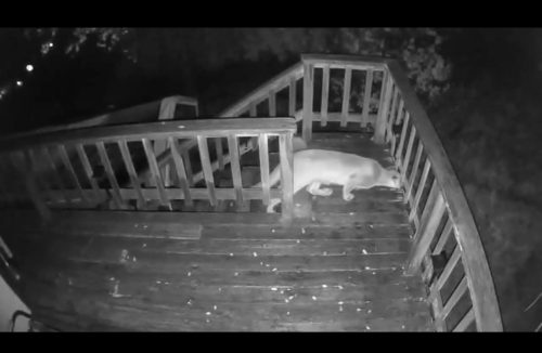 Mountain Lion On Hidden Valley Road