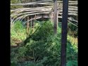 Jupiter Marijuana Bust
