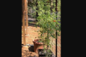 Photo by Ann Arshakuni tomatoes in pots