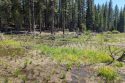 Ackerman Meadow restoration project