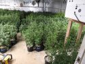 Illegal pot plants found in Railroad Flat raid -- CCSO photo