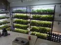 Illegal pot plants found in Railroad Flat raid -- CCSO photo
