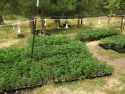 Illegal pot plants found in Railroad Flat raid -- CCSO photo