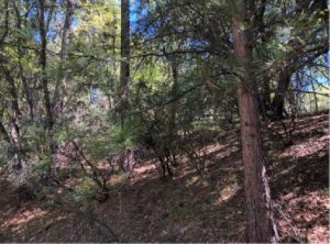 Tuolumne Utilities District Completes Fuels Reduction Project
