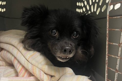 TCAC looking for dog's owner