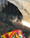 TCAC officer saves kitten