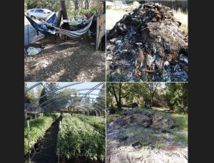 Marijuana Bust In Calaveras County