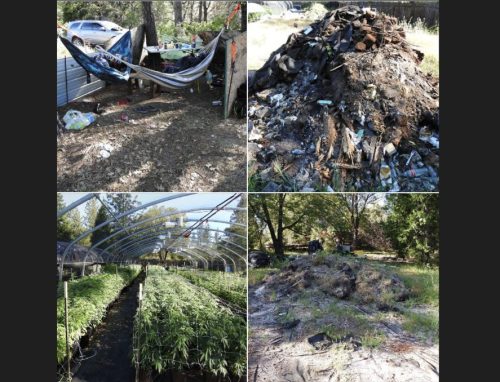 Marijuana Bust In Calaveras County
