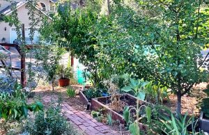 Summer Pruning: Dwarf Fruit Trees