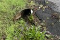 Caltrans culvert project in Tuolumne Count