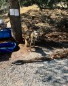 TCAC officer checking on dogs at Camp Justice -- TCAC photo