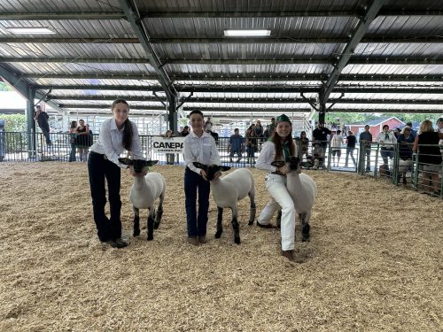 Junior Livestock Auction